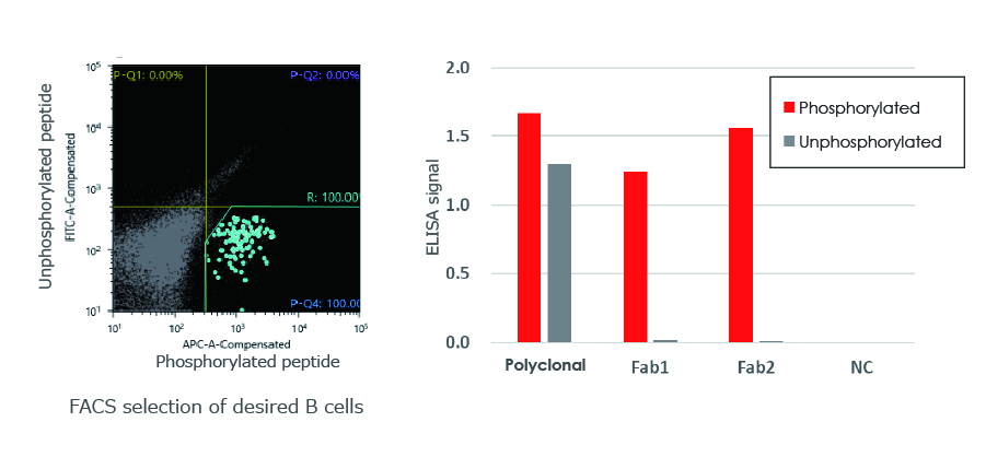 Monoclonal antibody detecting a post-translational modification