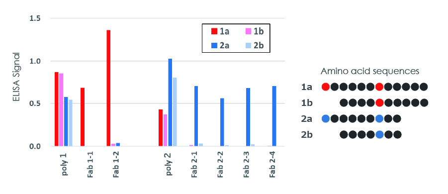 Monoclonal antibody detecting slight amino acid sequence differences