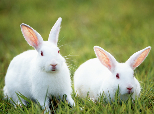image:Rabbit
