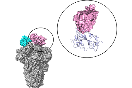 Three-dimensional structure of the antibody MO1 binding to the target spike protein