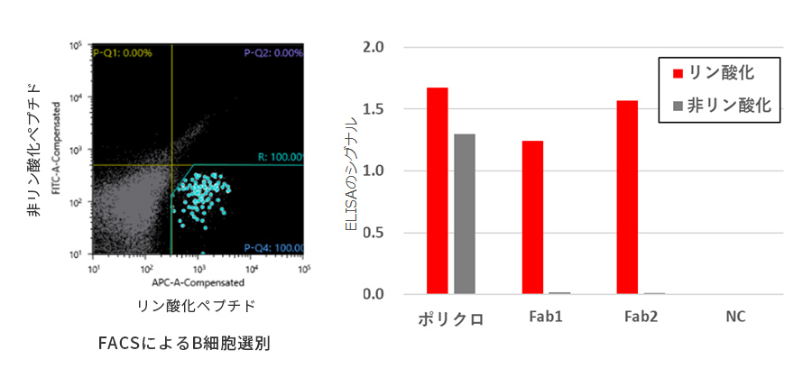 ウサギ抗体取得実績