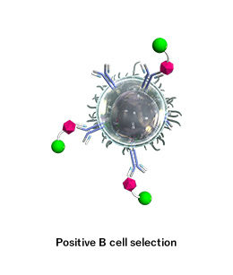 Analysis of desired B cells that are reactive to the antigen.