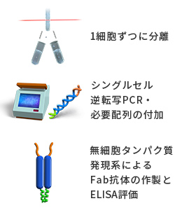 Ecobody技術®による目的抗体の探索