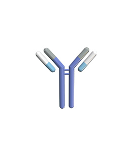 Preparation of recombinant antibodies