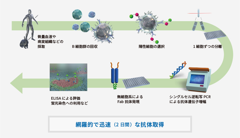 Ecobody技術